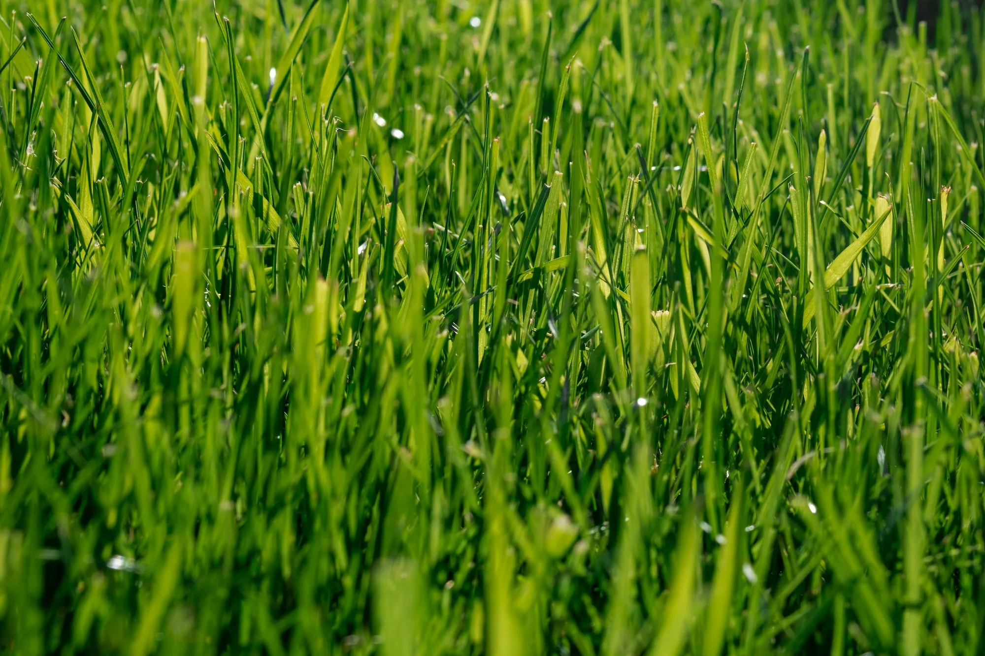A dense, healthy green lawn under mature shade trees.