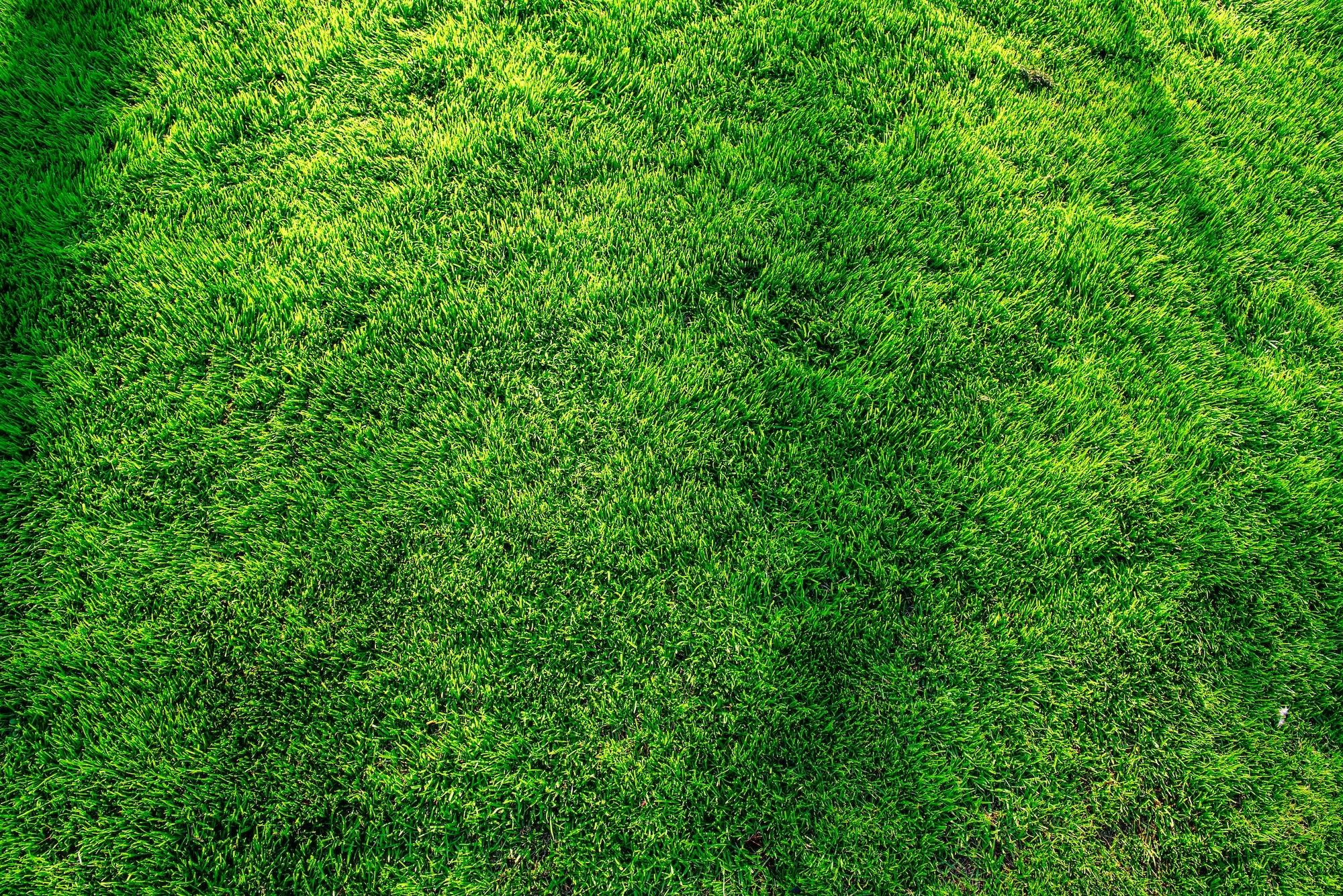 A lush, evenly colored residential lawn bordered by mature landscaping.