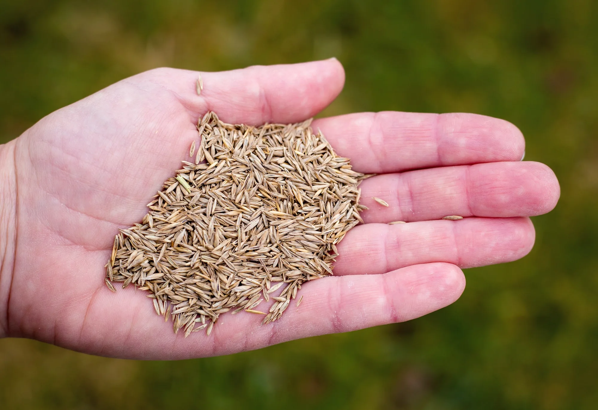 Premium grass seed held above an established green lawn.