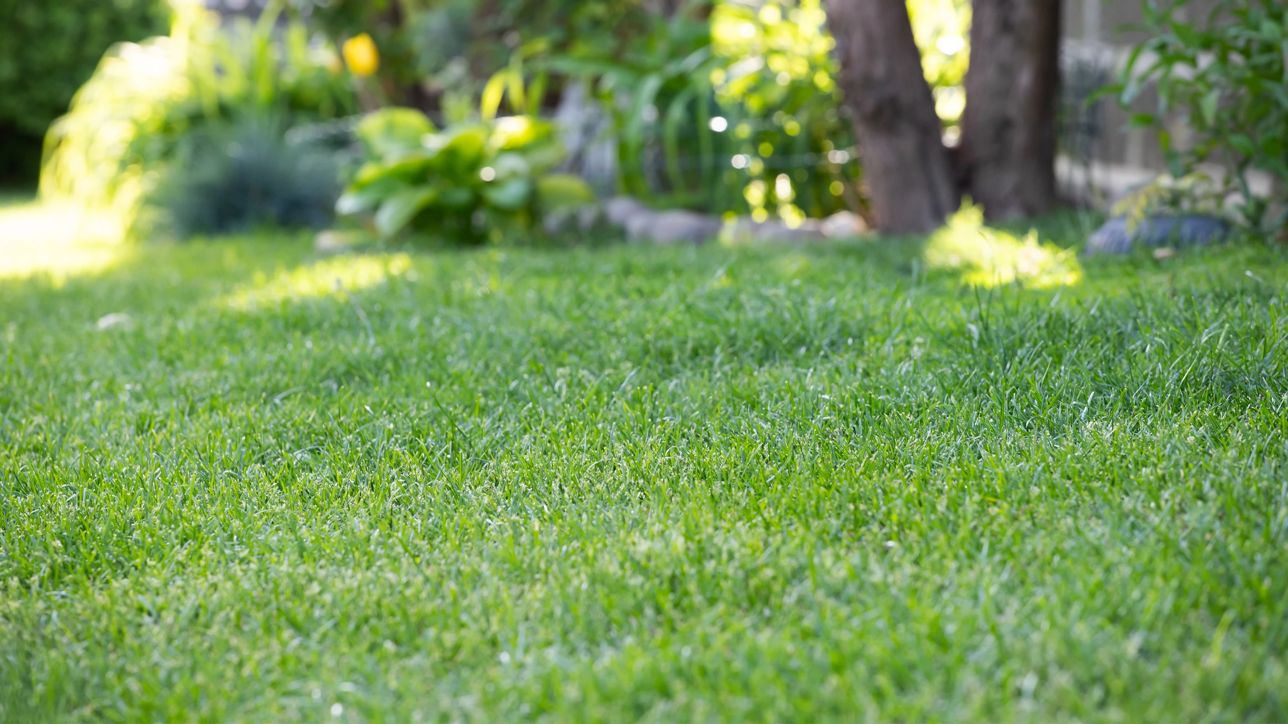 Healthy Lawn